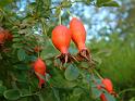 Rose hips 